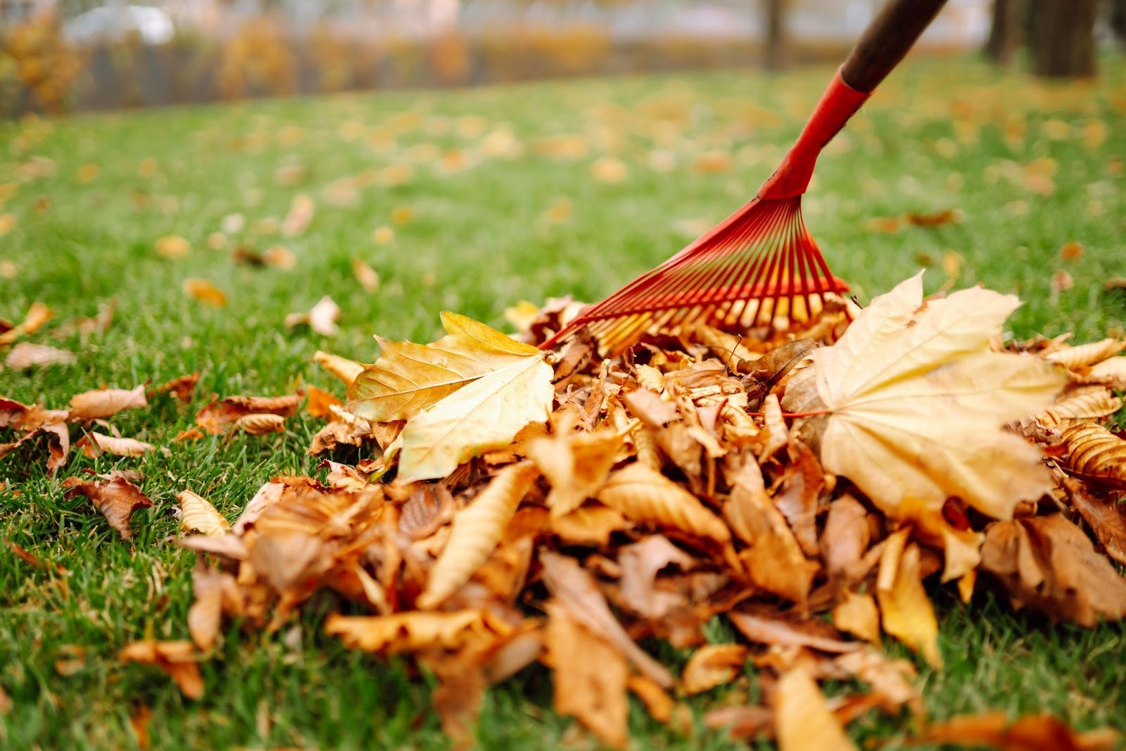 Raking leaves with a red rake on green grass