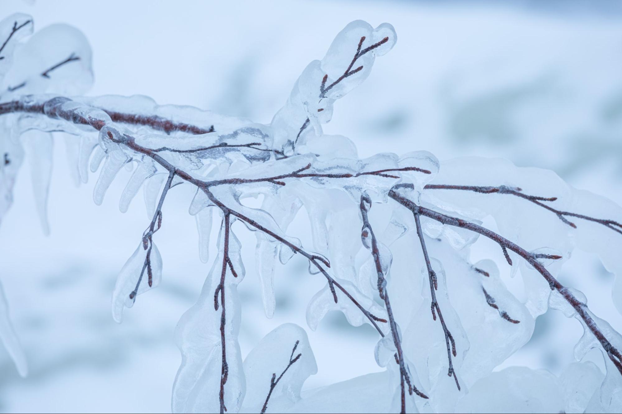 Tree branch weighed down by ice