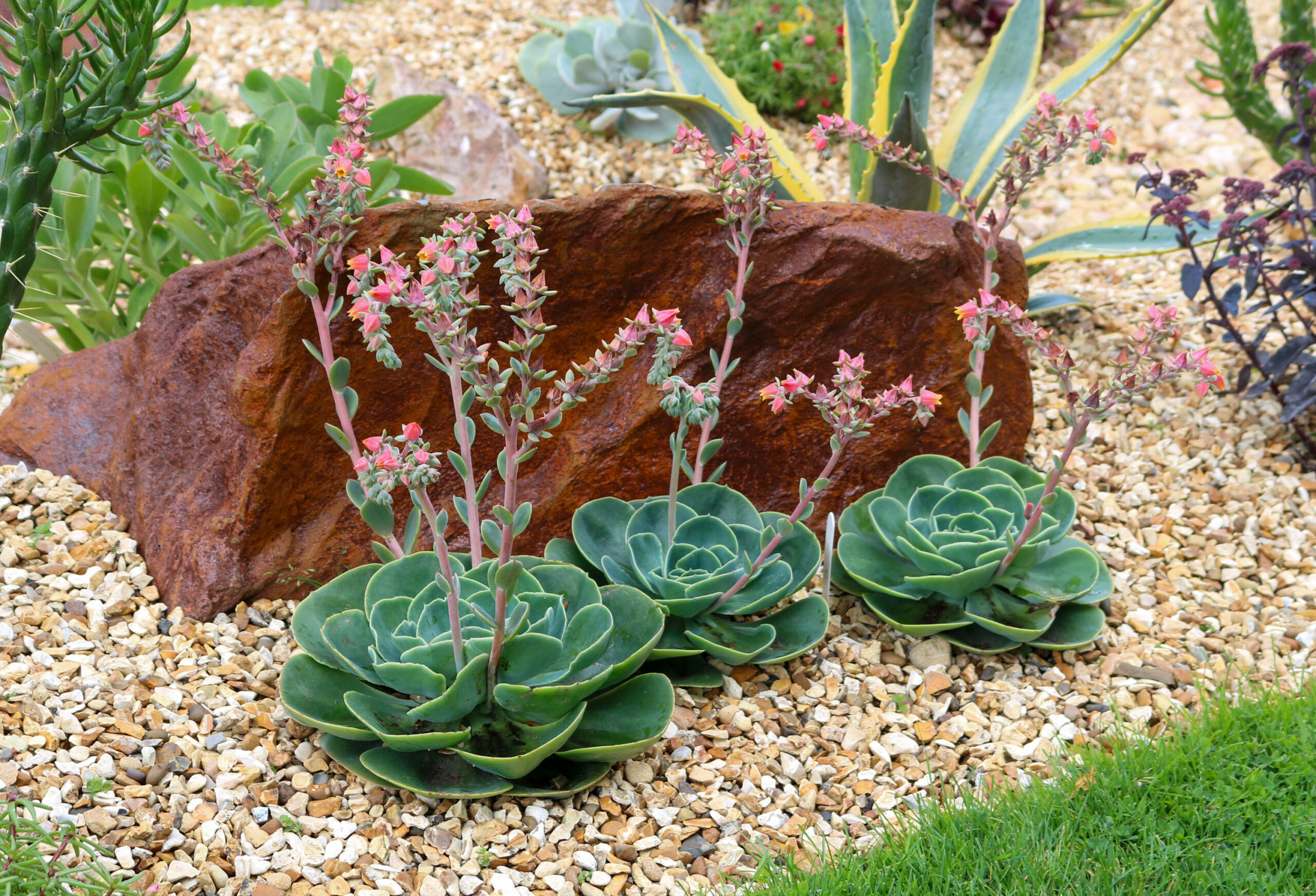 Cactus and brown stone in garden. Succulent, Cactus, Drought tolerant plants